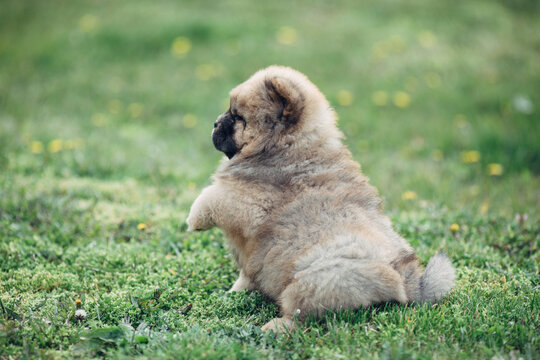 Chow chow adorable puppies