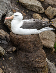 Nesting albatross