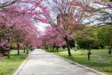 Pavia