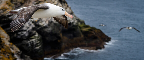 Albatross in flight