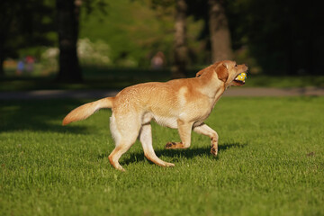 Happy yellow Labrador Retriever dog running outdoors on a lawn with a short green grass holding a ball in its mouth