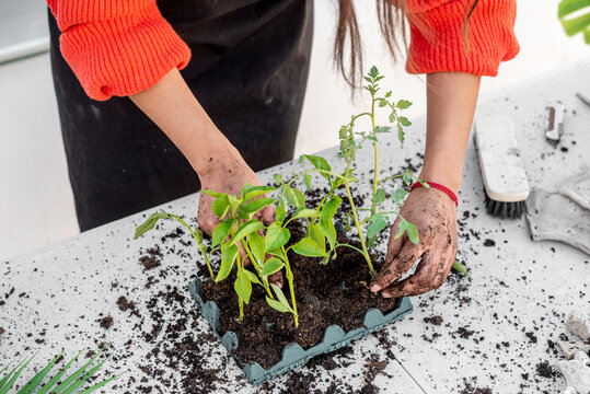 Woman planting seedlings in carton egg container