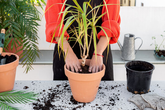 Female gardener planting seedling in pot