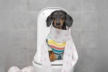 Funny dachshund dog in striped colorful t-shirt sitting on toilet wrapped in paper, front view. Daily hygiene procedures, digestive problems and stomachache.