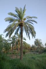 landscape photo of irrigation of date palm fields in basra