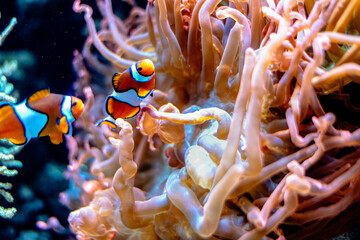 underwater shot of Clownfish swimming in sea anemone in ocean