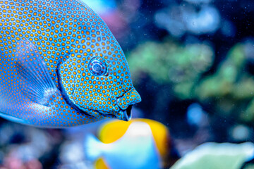 Close up of a tropical fish 