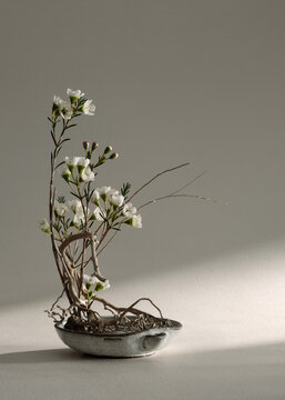 ikebana with Waxflower Blumer
