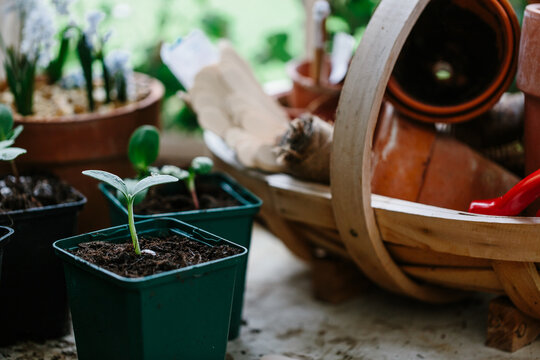 Seedlings