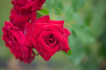 Fototapeta premium 真っ赤なバラの花のクローズアップ 
