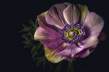 anemone