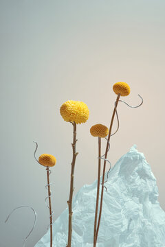 Beautiful blooming, yellow billy button flowers