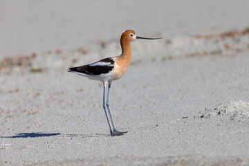 Extreme close-up of an American avocet walking, seen in the wild in a North California marsh 