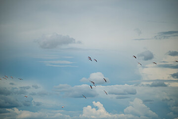 Flock Of Flamingos Flying