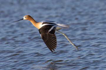 Extreme close-up of an American avocet landng, seen in the wild in a North California marsh 