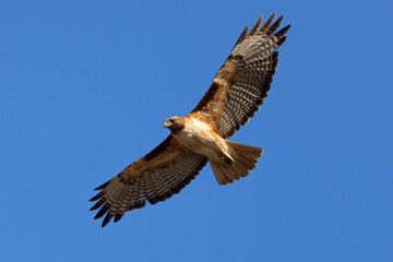 red-tailed hawk flying in beautiful light , seen in the wild in  North California 