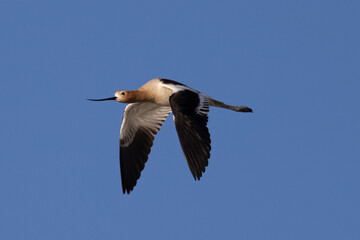 Extreme close-up of an American avocet flying, seen in the wild in a North California marsh 