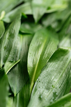 Fresh wild garlic leaves