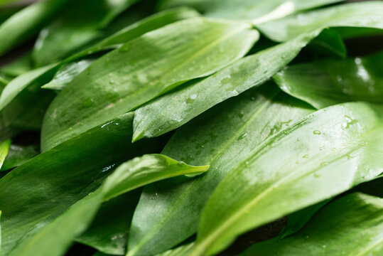Fresh wild garlic leaves