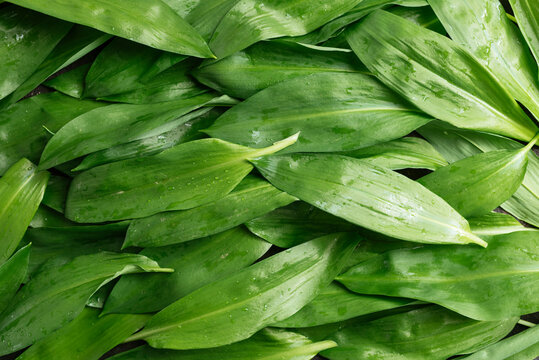 Fresh wild garlic leaves