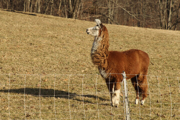 foal in the meadow