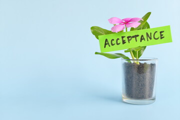 Grow and nurture acceptance concept. Plant on pot with flower on blue background with copy space.