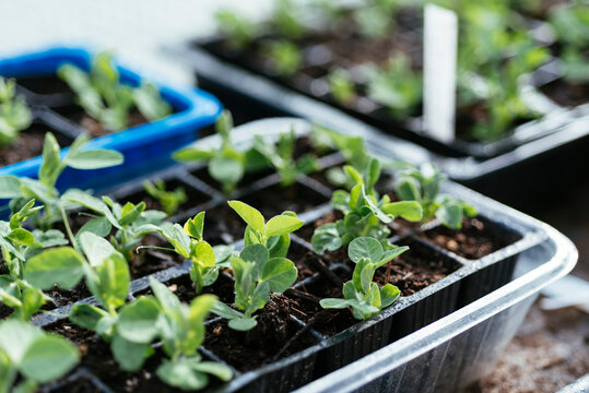 Snap pea seedlings