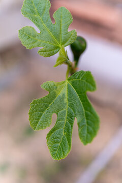 Fig tree leaf