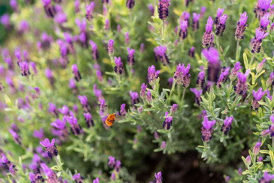 Bumblebee Pollinating Flowers