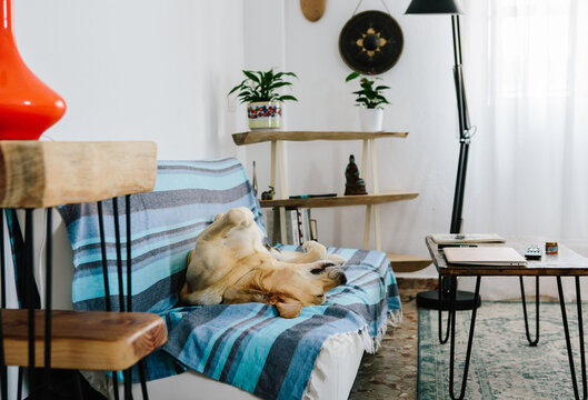 Dog asleep in living room. 