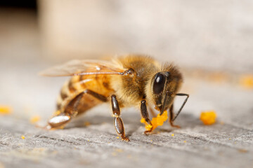 Honey Bee with Pollen