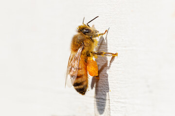 Honey Bee with Pollen