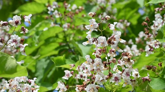 Indian bean tree. Flowers, branches and leaves of tree in park. Blooming white flowers of Catalpa bignonioides in spring. Cigartree.