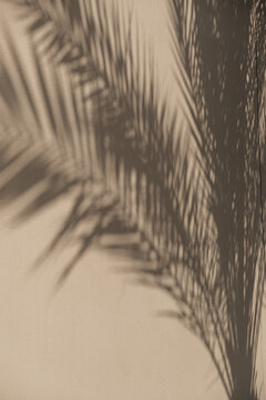 Beautiful silhouette of palm against white wall. Minimal background.