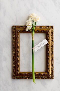 Labelled Daffodil and painting frame