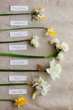 Different daffodil flowers with label name
