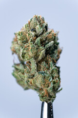 Cannabis Flower Macro - Strain: Kiwi