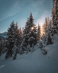 winter forest in the mountains
