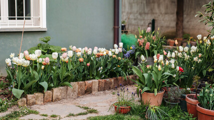 Tulips en mass in garden flower bed