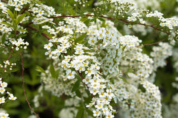 white spirea on a green background in the garden, flowers