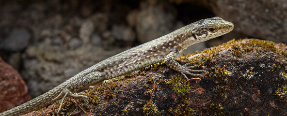 Mtskheta lizard