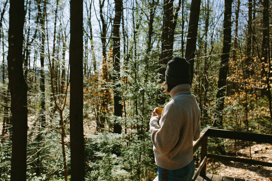 Morning in the Woods