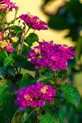 Lantana Camara. 