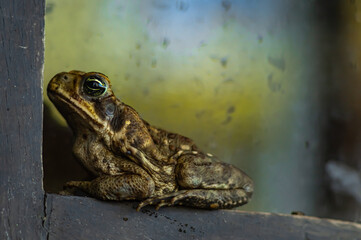 Frog in the corner
