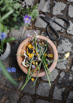 Cleaning Plants From Dead Flowers