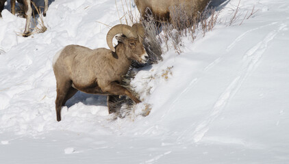 Naklejka premium winter shot of a bighorn ram digging in snow and feeding on bushes in yellowstone national park