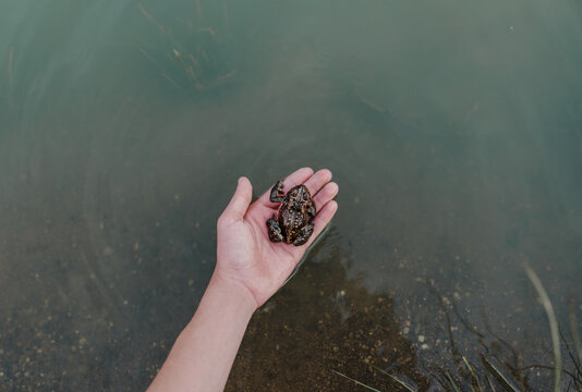 Pond frogs