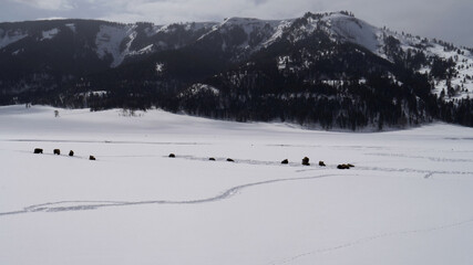 wide angle pan of lamar valley during winter at ynp