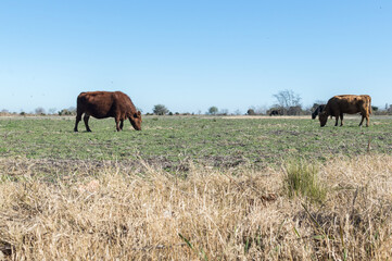 cows grazing in dry field