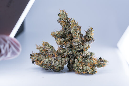 Cannabis Flower Macro - Strain: GMO